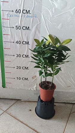 saksılı üzeri çiçekli ithal lilium