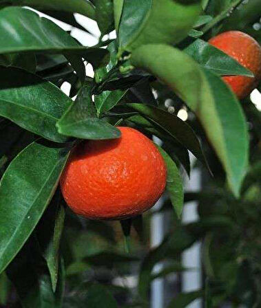 Tüplü Fidan King Mandalina Fidanı(ÜZERİ MEYVELİ SAKSLILI)