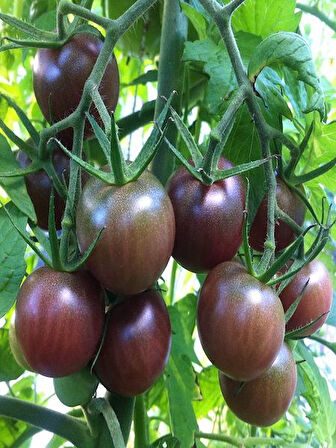 HİBRİT Siyah Cherry Domates Fidesi 5 Adet