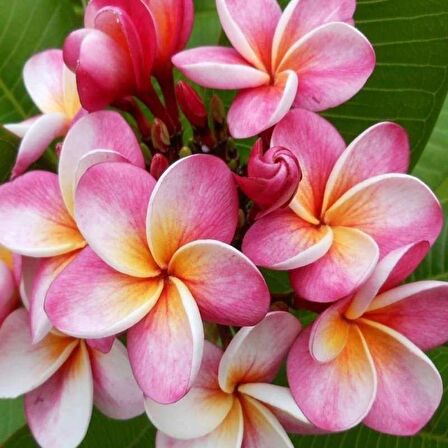 Saksıda Amerikan Fulu (plumeria Alba) Ağacı Fidanı