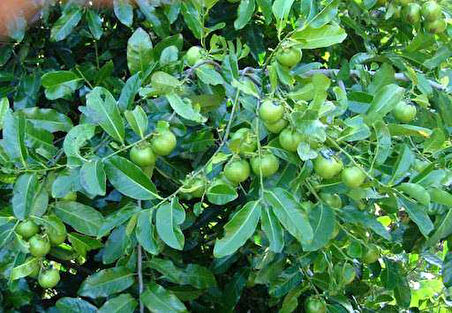 Black Sapote Çikolata Meyvesi, 20-40 Cm, Tüplü