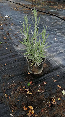 2 Adet Saksılı Tıbbi Lavanta - Lavandula Angustifolia Sevtopolis