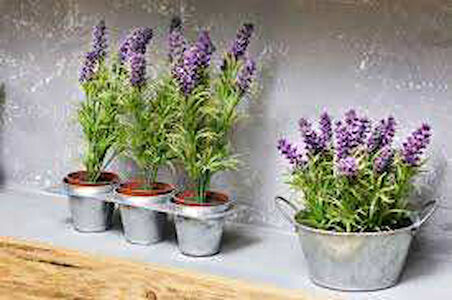 2 Adet Saksılı Tıbbi Lavanta - Lavandula Angustifolia Sevtopolis