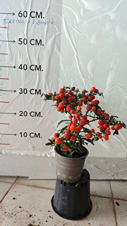 solanum kudüs krazı fidanı