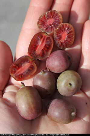 Kivi Fidanı Mini Kivi Bordo Actinidia arguta KENS RED