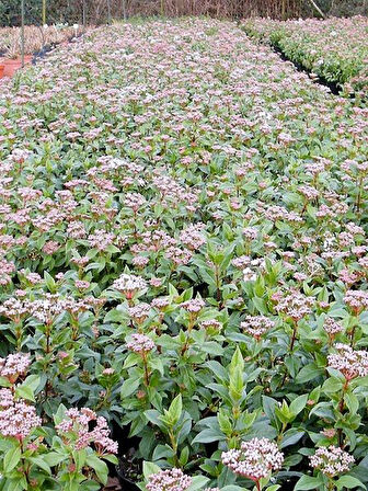 Kartopu Fidanı Yaprak Dökmeyen Viburnum tinus Eve Price, 20-40 cm Saksıda