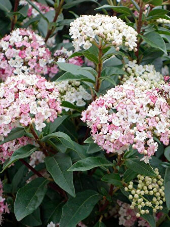 Kartopu Fidanı Yaprak Dökmeyen Viburnum tinus Eve Price, 20-40 cm Saksıda
