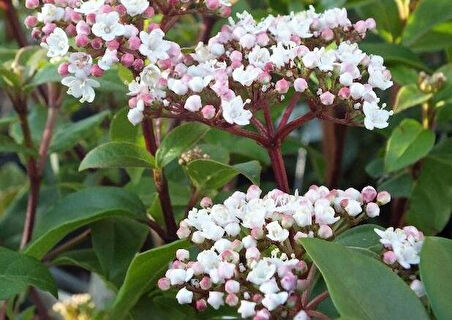 Kartopu Fidanı Yaprak Dökmeyen Viburnum tinus Eve Price, 20-40 cm Saksıda
