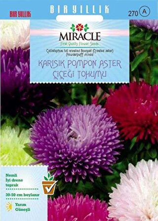 Karışık Pompon Aster Papatya Çiçeği Tohumu (360 Tohum)