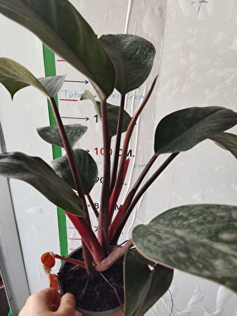 Philodendron Rojo Congo Salon Bitkisi