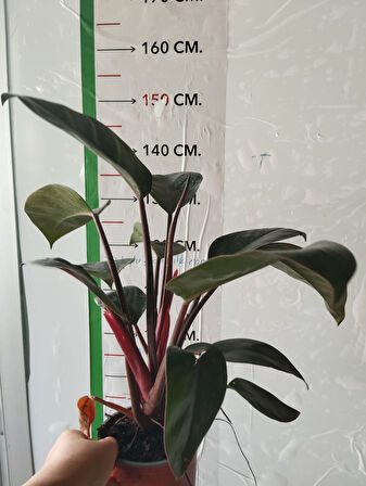 Philodendron Rojo Congo Salon Bitkisi