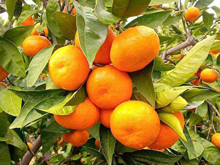 Tüplü Fidan Sansutma Mandalina Fidanı(ÜZERİ MEYVELİ SAKSILI)