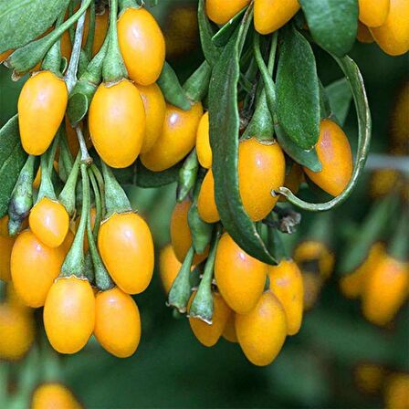 Tüplü Nadir Çeşit Sarı Goji Berry Kurt Üzümü (bambulu)