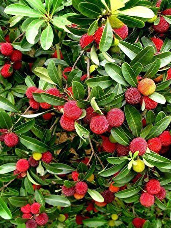 Kocayemiş Dağ Çileği Fidanı Arbutus unedo, 20-40 cm, Saksıda