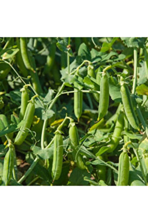 Bezelye Tohumu Ekim Seti