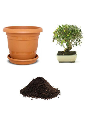 Ithal Zeytin Bonzai Ağacı Tohumu Ekim Seti