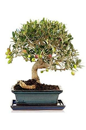 Ithal Zeytin Bonzai Ağacı Tohumu Ekim Seti
