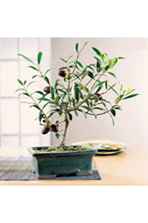 Ithal Zeytin Bonzai Ağacı Tohumu Ekim Seti