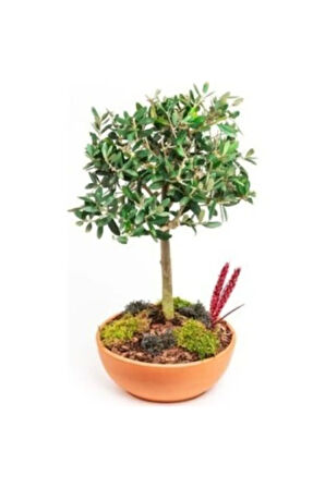 Ithal Zeytin Bonzai Ağacı Tohumu Ekim Seti