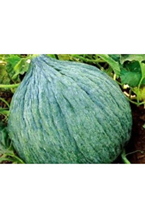 Hasanbey Kışlık Kavun Tohumu Ekim Seti