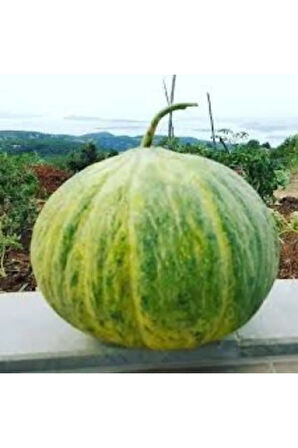 Hasanbey Kışlık Kavun Tohumu Ekim Seti
