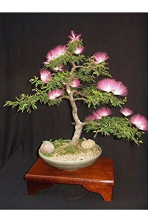 İthal Gülibrişim Bonzai Ağacı Tohumu Ekim Seti
