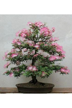 İthal Gülibrişim Bonzai Ağacı Tohumu Ekim Seti