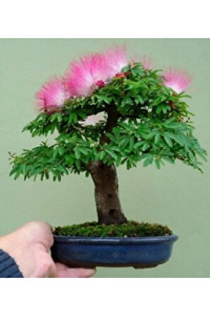 İthal Gülibrişim Bonzai Ağacı Tohumu Ekim Seti