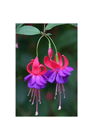 Mor Küpeli Çiçeği Tohumu Ekim Seti 5