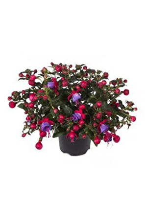 Mor Küpeli Çiçeği Tohumu Ekim Seti 5