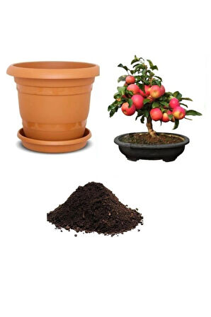 Elma Bonsai Ağacı Tohumu Ekim Seti