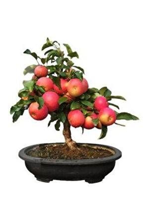 Elma Bonsai Ağacı Tohumu Ekim Seti