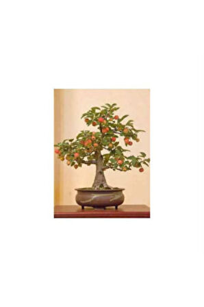 Elma Bonsai Ağacı Tohumu Ekim Seti