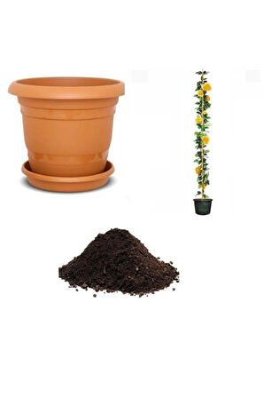 Ithal Sırık Sarı Gül Tohumu Ekim Seti