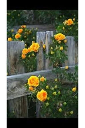 Ithal Sırık Sarı Gül Tohumu Ekim Seti