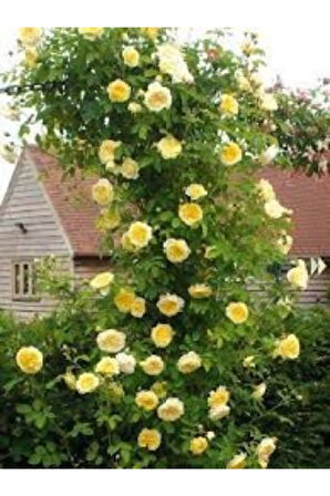 Ithal Sırık Sarı Gül Tohumu Ekim Seti