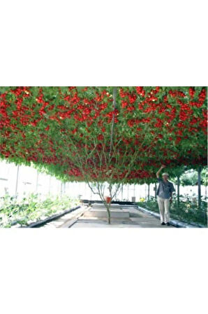 Nadir Italyan Domates Ağacı Tohumu Ekim Seti