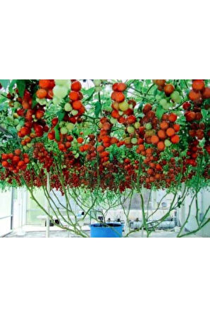 Nadir Italyan Domates Ağacı Tohumu Ekim Seti