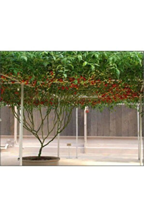 Nadir Italyan Domates Ağacı Tohumu Ekim Seti