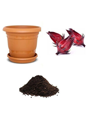 Ithal Roselle Tohumu Ekim Seti