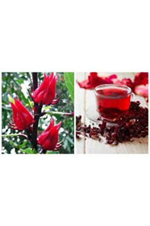 Ithal Roselle Tohumu Ekim Seti