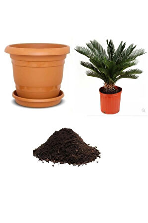 Ithal Cycas Revoluta Süs Ağacı Tohumu Ekim Seti