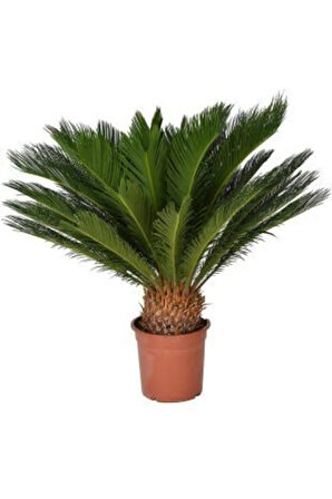 Ithal Cycas Revoluta Süs Ağacı Tohumu Ekim Seti