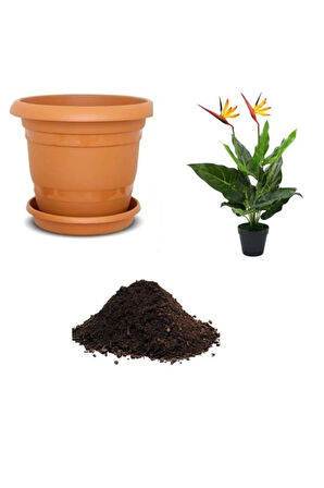 Starlitzia Çiçeği Tohumu Ekim Seti