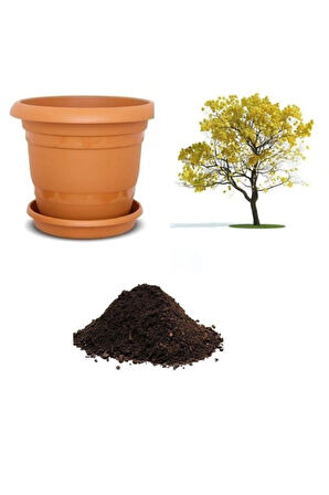 Tabebuia Ağacı Tohumu Ekim Seti