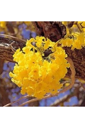 Tabebuia Ağacı Tohumu Ekim Seti