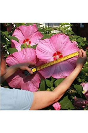 Dev Hibiscus Çiçeği Tohumu Ekim Seti