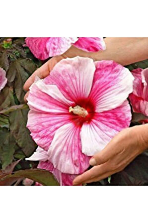 Dev Hibiscus Çiçeği Tohumu Ekim Seti