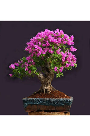 Bonsai Begonvil Tohumu Tropikal Çiçek Tohumları (5 Adet Tohum)