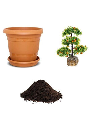 Ithal Erik Bonzai Ağacı Tohumu Ekim Seti